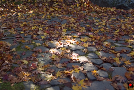 石畳と紅葉の写真