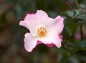 薔薇花霞上からの写真
