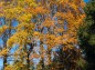 沈床園ユリノキ並木の紅葉写真