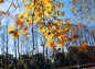 ユリノキの葉太陽透かしの写真