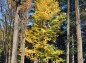 木と木の間に立つ銀杏の木の写真