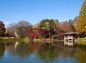 秋の栃木県中央公園昭和大池の写真
