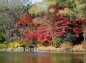 昭和大池付近の楓の紅葉写真