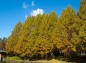 昭和大池付近の並木の紅葉写真