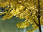 昭和大池の木の紅葉写真
