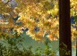 昭和大池の並木の紅葉写真