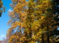 栃木県中央公園北部のユリノキの木の紅葉写真