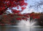 楓の紅葉と昭和大池の噴水の写真