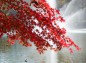 楓の紅葉枝の先部の写真