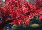 楓の紅葉枝の元部写真