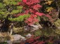 むつび池の楓の紅葉写真