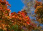 楓の紅葉と青い空の写真