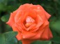 薔薇ローラの写真