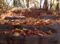 長岡公園展望の丘のベンチに積もる落ち葉の写真