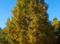 黄色い色づく木の写真