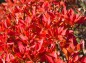 赤く色づく木の葉アップの写真