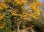 黄色に色づく木と木製ベンチの写真