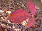 赤く色づく木の葉の写真