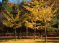 銀杏の木の写真