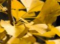 水滴の残るイチョウの葉の写真