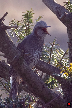 鳴くヒヨドリの写真