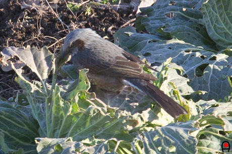 キャベツを食べるヒヨドリの写真