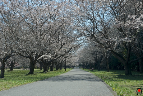 清原工業団地緑地の桜並木の写真