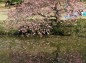 岩槻城趾公園八重桜の写真