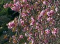 岩槻城趾公園八重桜の花の写真