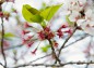 岩槻城趾公園散った桜の房の写真