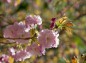 大宮公園八重桜ピンクの花の写真