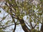 大宮公園ウコン桜の写真