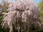 大宮公園枝垂れ桜の写真