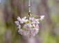 大宮公園枝垂れ桜枝先端の花の写真