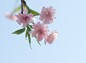 大宮公園枝垂れ桜花空背景の写真