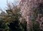 大宮公園枝垂れ桜散る花びら1枚の写真