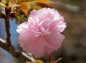 大宮公園八重桜ピンクの花の写真