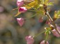 大宮公園八重桜花の蕾の写真