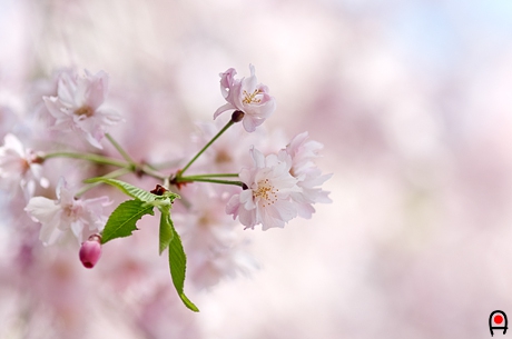 枝垂れ桜の花の写真