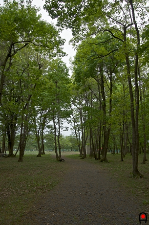 かしの森公園内林の写真
