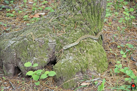 林にいたヘビの写真
