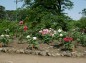 須賀川牡丹園園内の写真