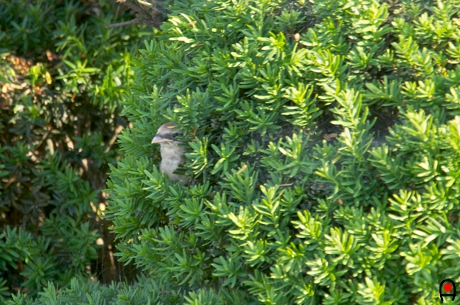 松の木の隙間から外を眺めるモズのヒナの写真