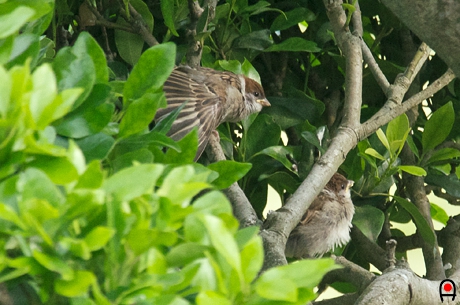 親を待つ２羽の子雀の写真