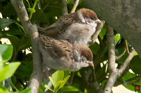 ２羽の子雀の写真