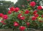 井頭公園薔薇園の低い薔薇棚の赤い薔薇の写真