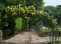 井頭公園薔薇園の短い薔薇のアーチの写真