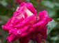 薔薇、クローネンブルグの写真