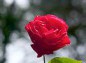 薔薇、アンクルウォルターの写真