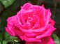 薔薇、マリアカラスの写真